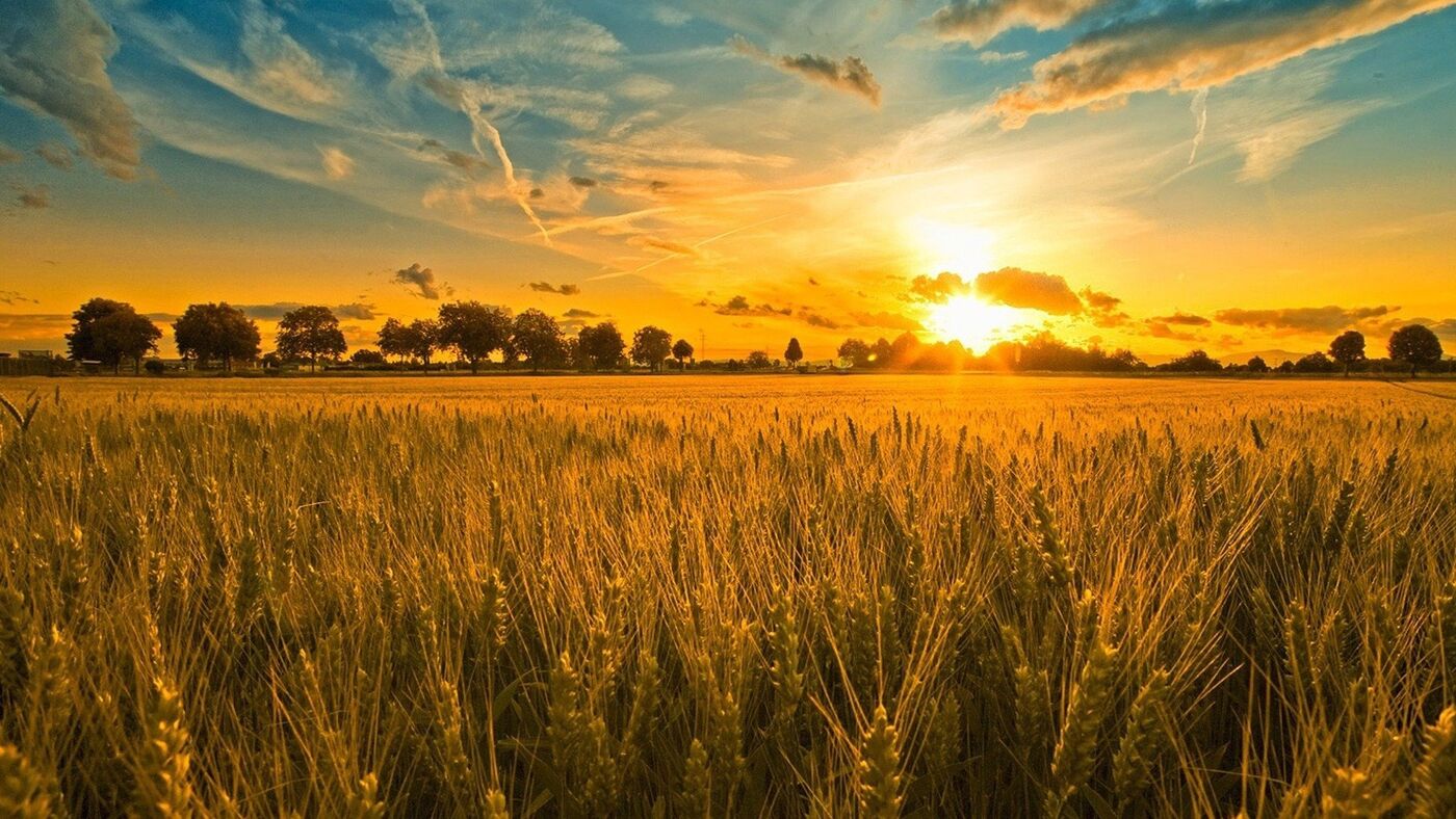 Sunrise over a wheat field
